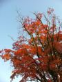 Efterårets farvehav